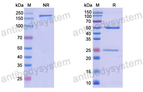 Anti-DNA Antibody (17p.101)