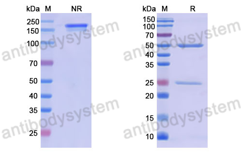 Anti-DNA Antibody (17s.128)