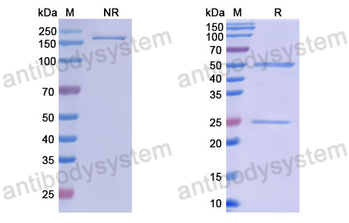 Anti-DNA Antibody (163.67)