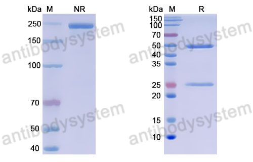 Anti-DNA Antibody (111.185)