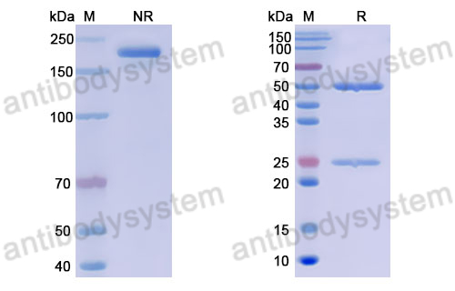 Anti-DNA Antibody (17p.73)