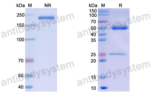 Anti-DNA Antibody (111.109)