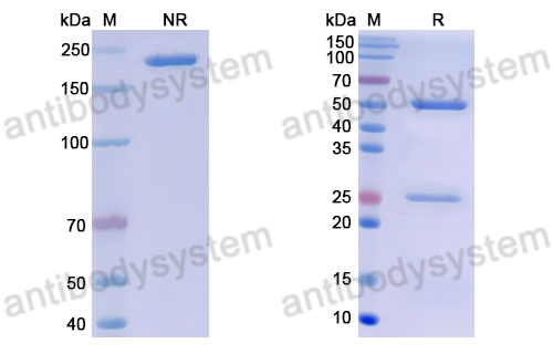 Anti-DNA Antibody (202.9)