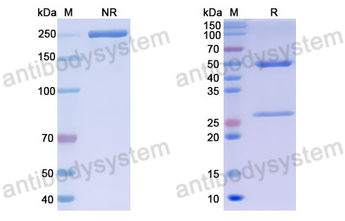 Anti-DNA Antibody (163.69)