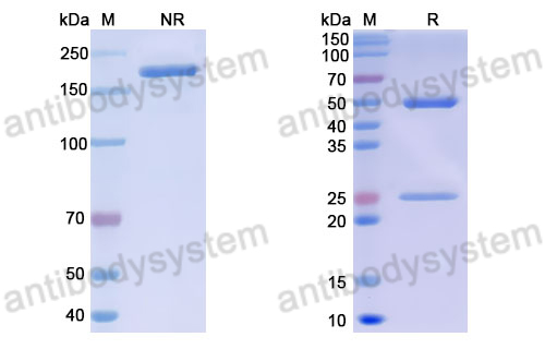 Anti-DNA Antibody (17s.16)