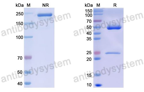 Anti-DNA Antibody (202.17)