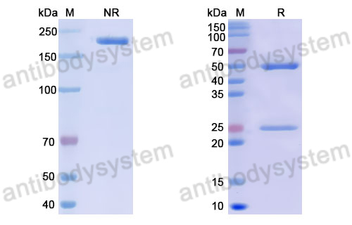 Anti-DNA Antibody (74.122)