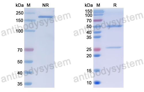 Anti-DNA Antibody (17p.3)