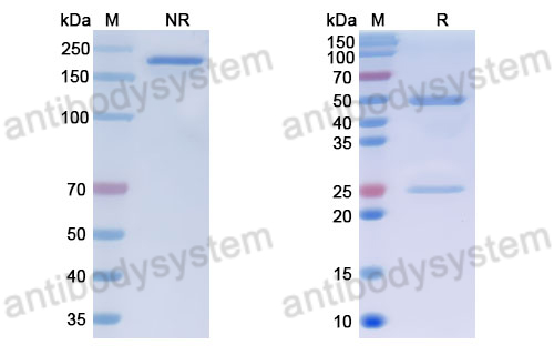 Anti-DNA Antibody (111.33)