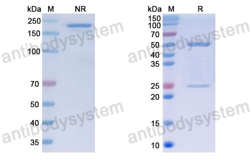 Anti-DNA Antibody (165.45)