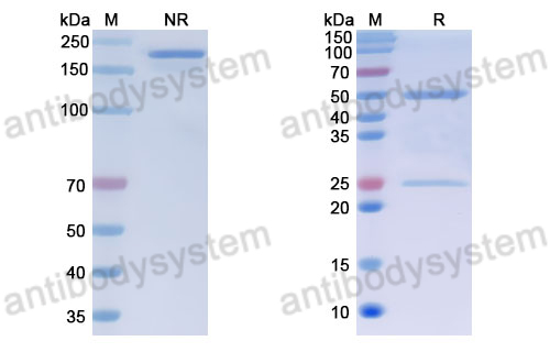 Anti-DNA Antibody (25.12)