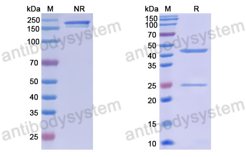 Anti-DNA Antibody (17s.83)