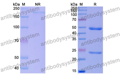 Anti-DNA Antibody (17s.93m)