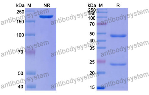 Anti-DNA Antibody (111.55)