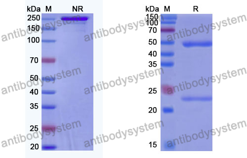 Anti-DNA Antibody (17s.139)