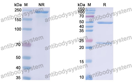 Anti-DNA Antibody (111.68)