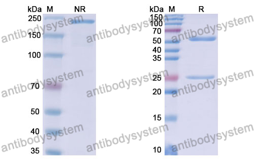 Anti-DNA Antibody (163.1)