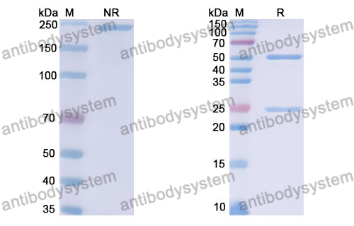 Anti-DNA Antibody (202s.38)