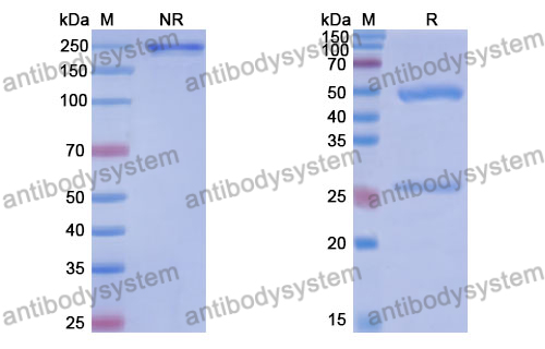 Anti-DNA Antibody (202.135)