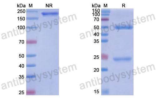 Anti-DNA Antibody (165.3)