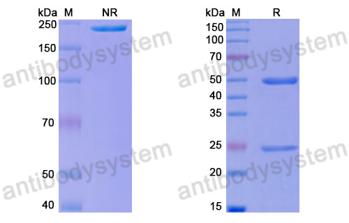 Anti-DNA Antibody (163.100#)