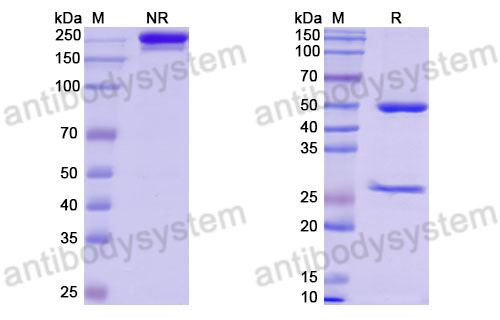 Anti-DNA Antibody (IC4)