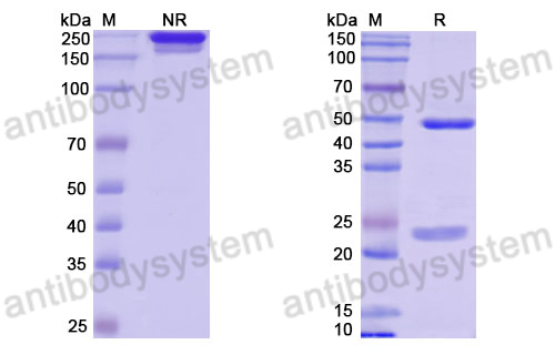 Anti-DNA Antibody (II-1)