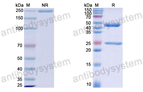 Anti-DNA Antibody (DP12)