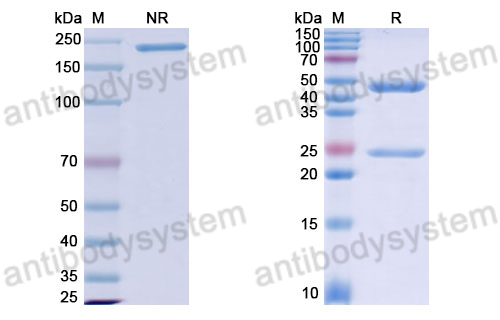 Anti-DNA Antibody (DP11)