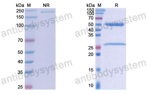 Anti-DNA Antibody (6O)