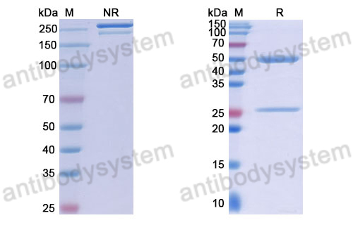 Anti-DNA Antibody (DP9)