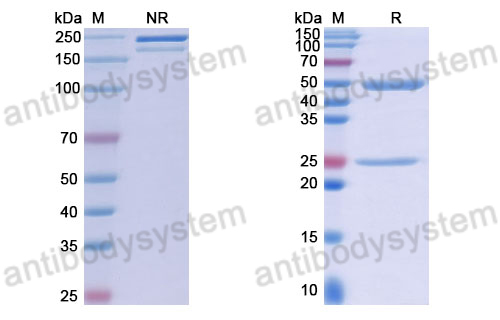 Anti-DNA Antibody (2E3#)