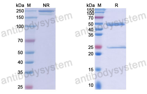 Anti-DNA Antibody (6B8)