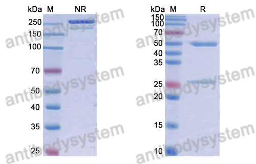 Anti-DNA Antibody (3E12#)