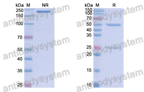 Anti-DNA Antibody (DP1)