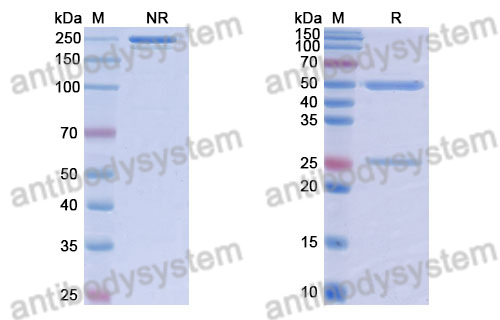 Anti-DNA Antibody (D23)