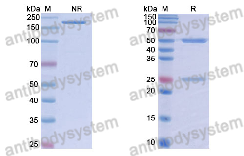 Anti-DNA Antibody (6N)