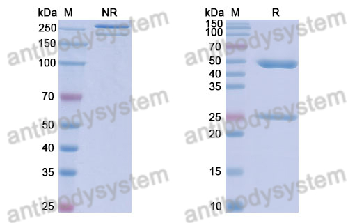 Anti-DNA Antibody (S106)