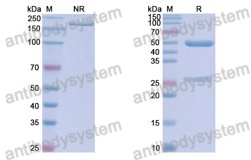 Anti-DNA Antibody (S57)