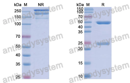 Anti-DNA Antibody (S7)