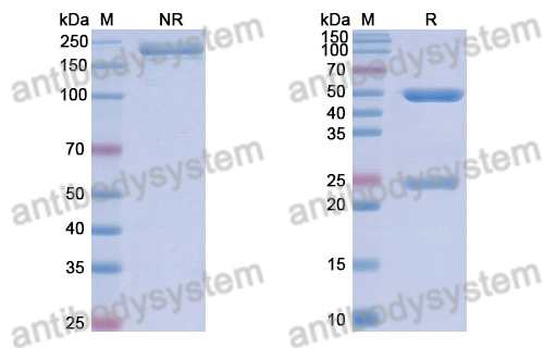 Anti-DNA Antibody (S41)