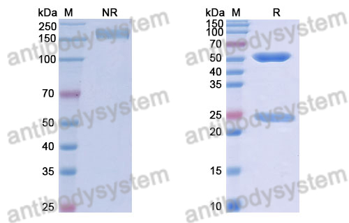 Anti-DNA Antibody (2A4)