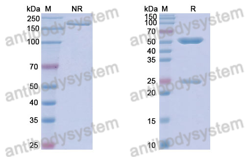 Anti-DNA Antibody (BV16-19)