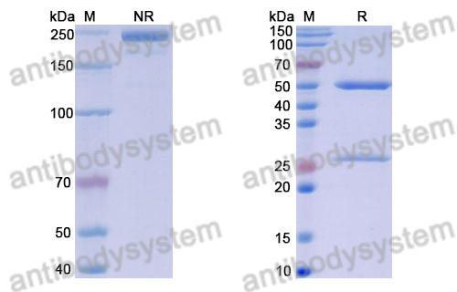 Anti-DNA Antibody (BV17-45)