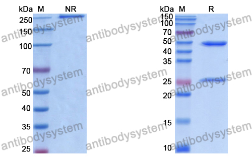 Anti-DNA Antibody (BV16-13)