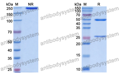 Anti-DNA Antibody (DNA9)