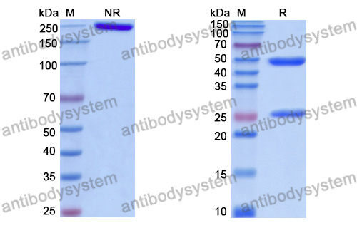 Anti-DNA Antibody (DNA11)