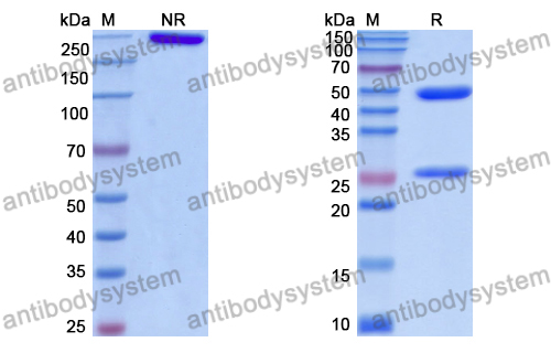 Anti-DNA Antibody (DNA12)