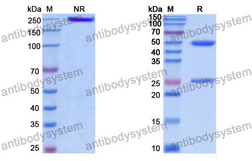 Anti-DNA Antibody (DNA13)