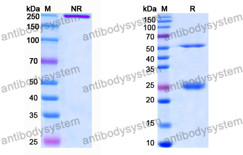 Anti-DNA Antibody (DNA4)